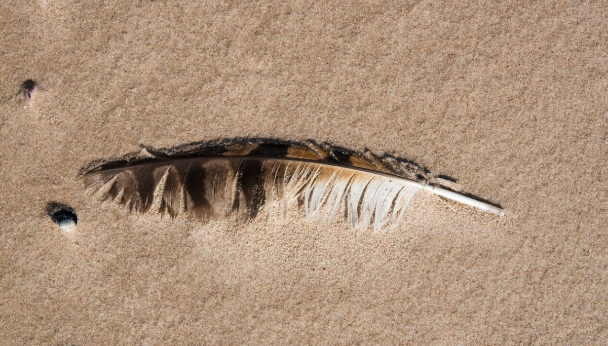 Un fósil de una pluma.