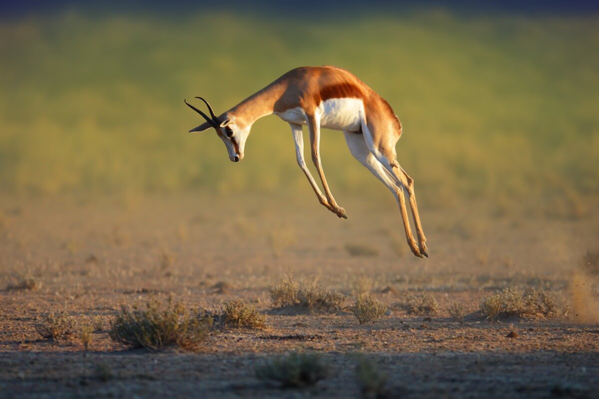 Una gacela saltarina practicando el pronking.