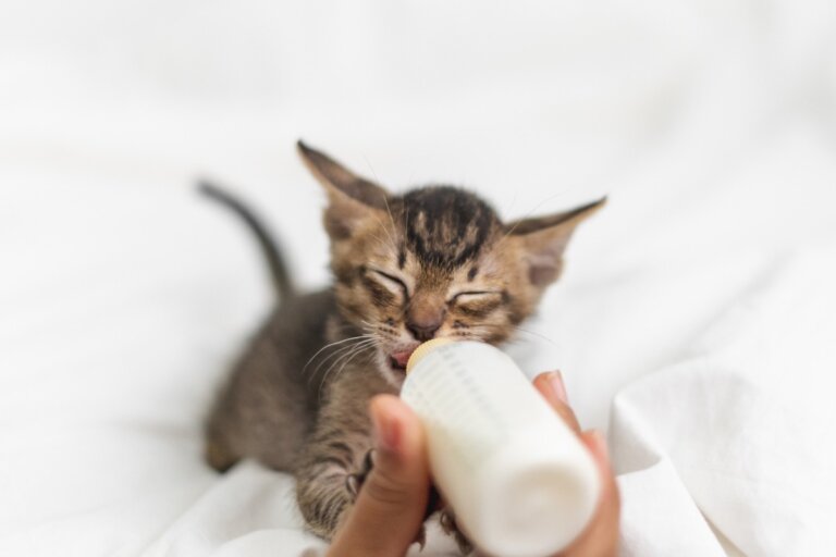 ¿Cómo alimentar a un gato recién nacido?