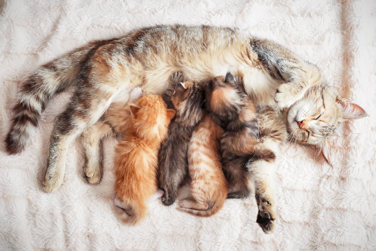 Una camada de gatos.