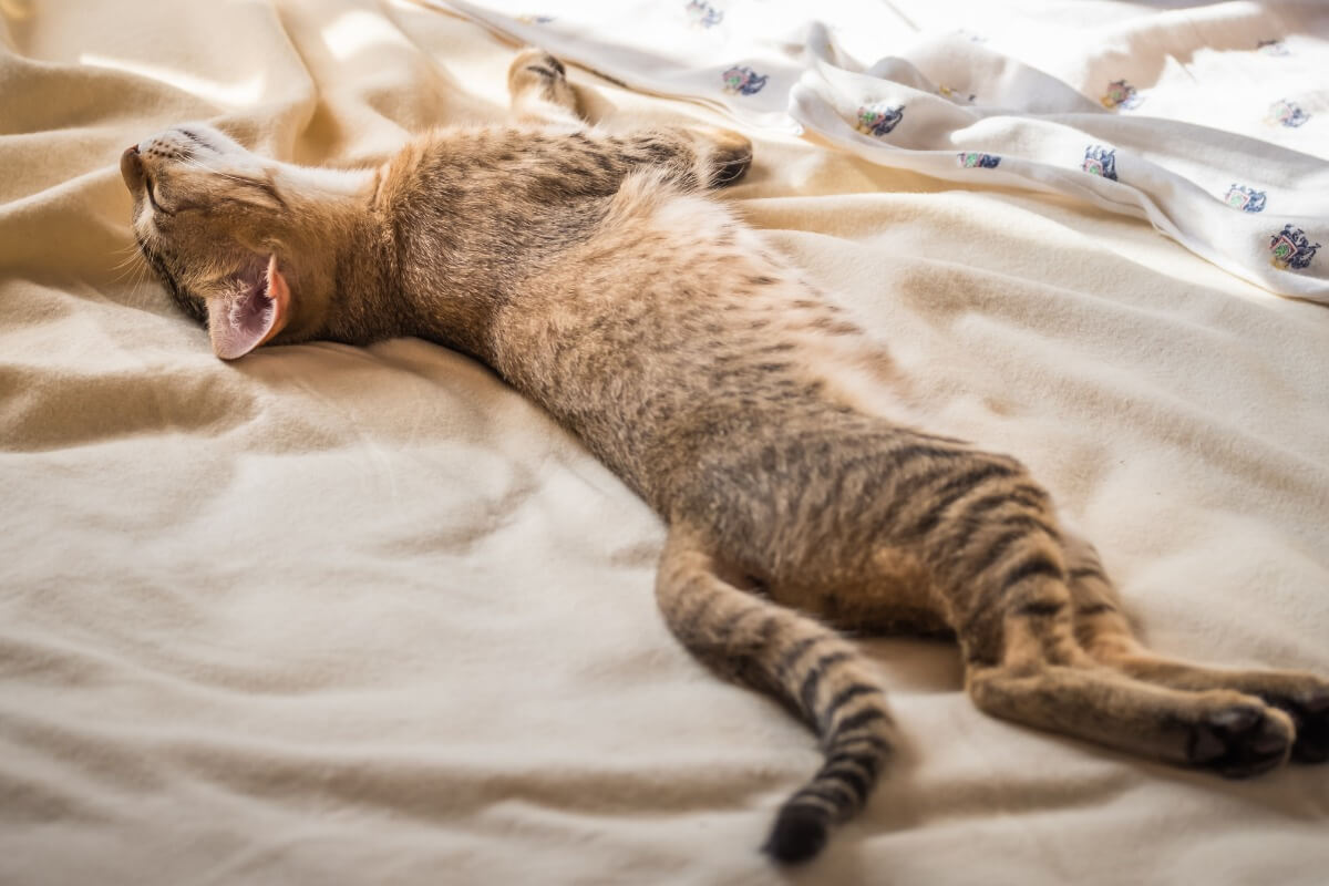 Uno de los gatos con menos enfermedades.