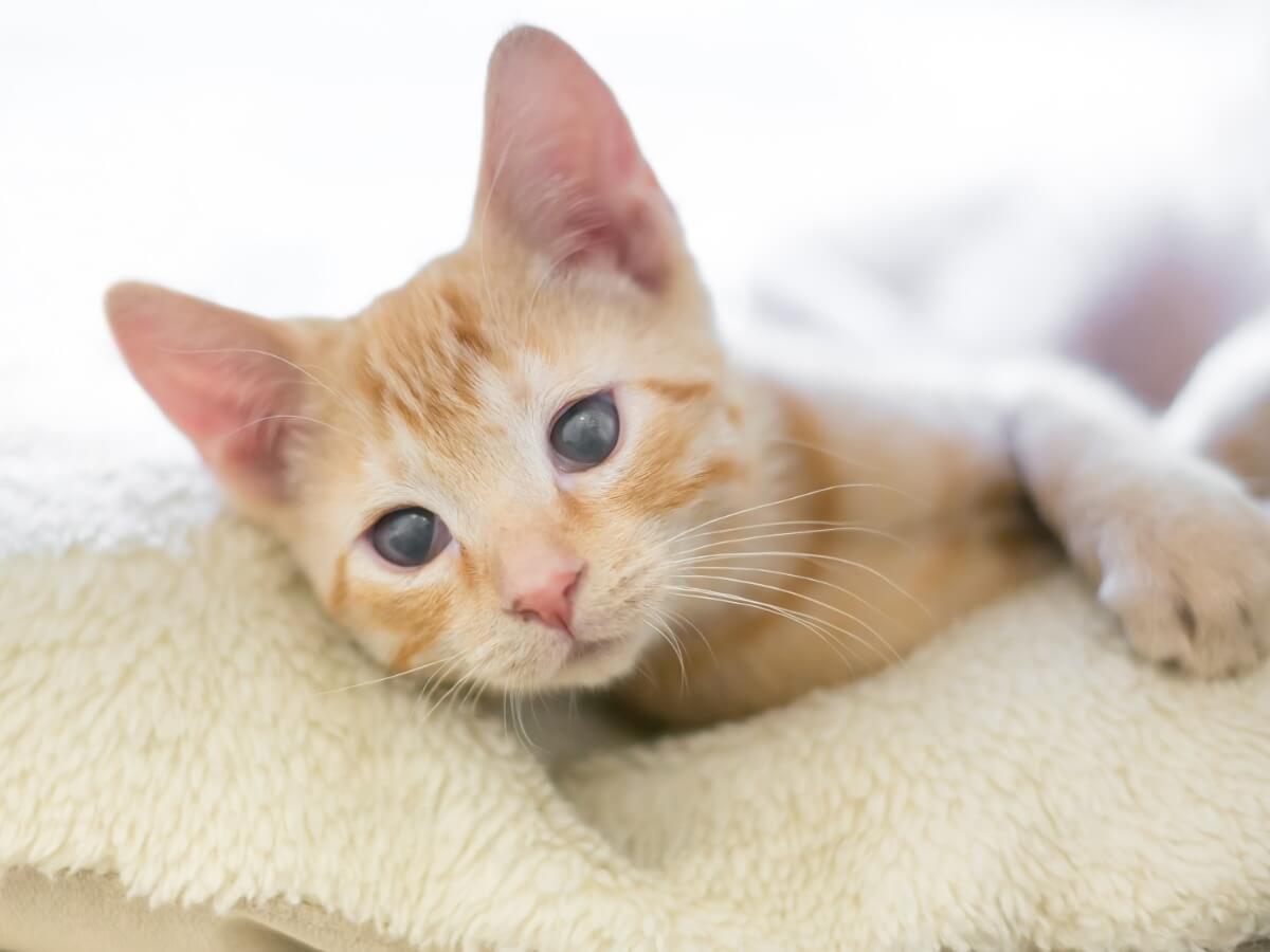 Grauer Star bei Katzen -Die Pflege einer blinden Katze erfordert Geduld.