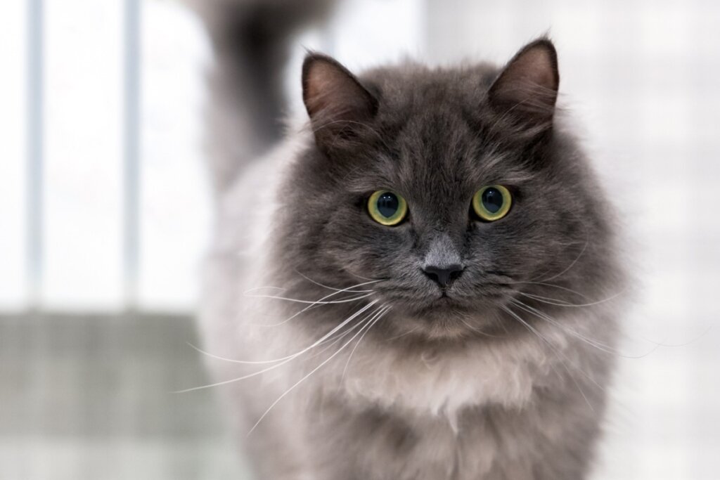 ¿Cómo identificar el dolor en gatos?