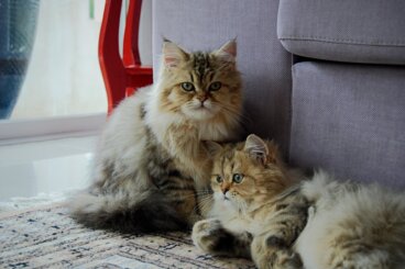 ¿Existen los gatos gemelos?