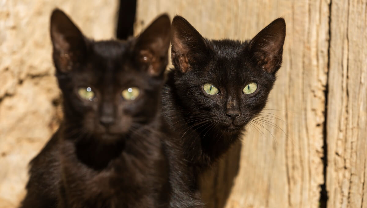 Des chats noirs jumeaux.