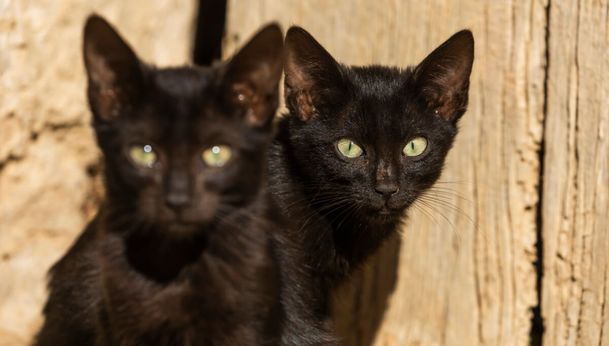 Unos gatos negros que parecen gemelos.