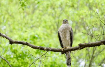 Gavilán pecho canela: hábitat, características y distribución