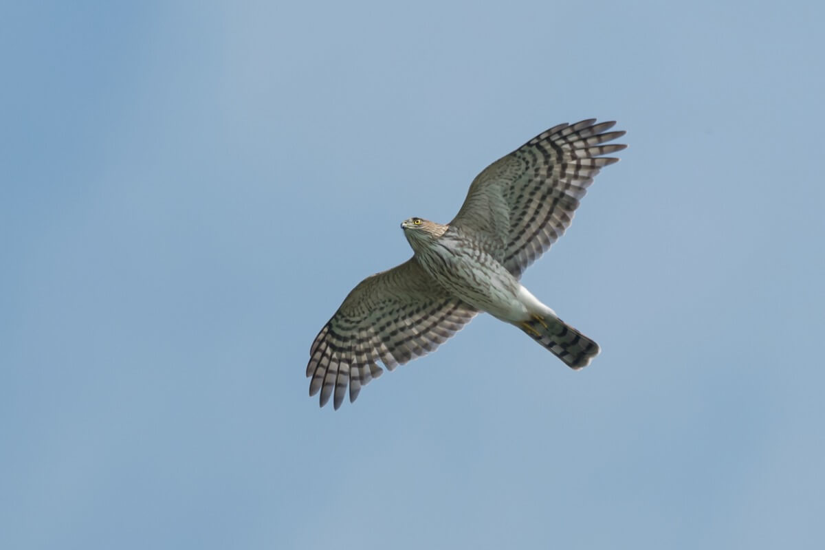 Un gavilán pecho de canela volando.