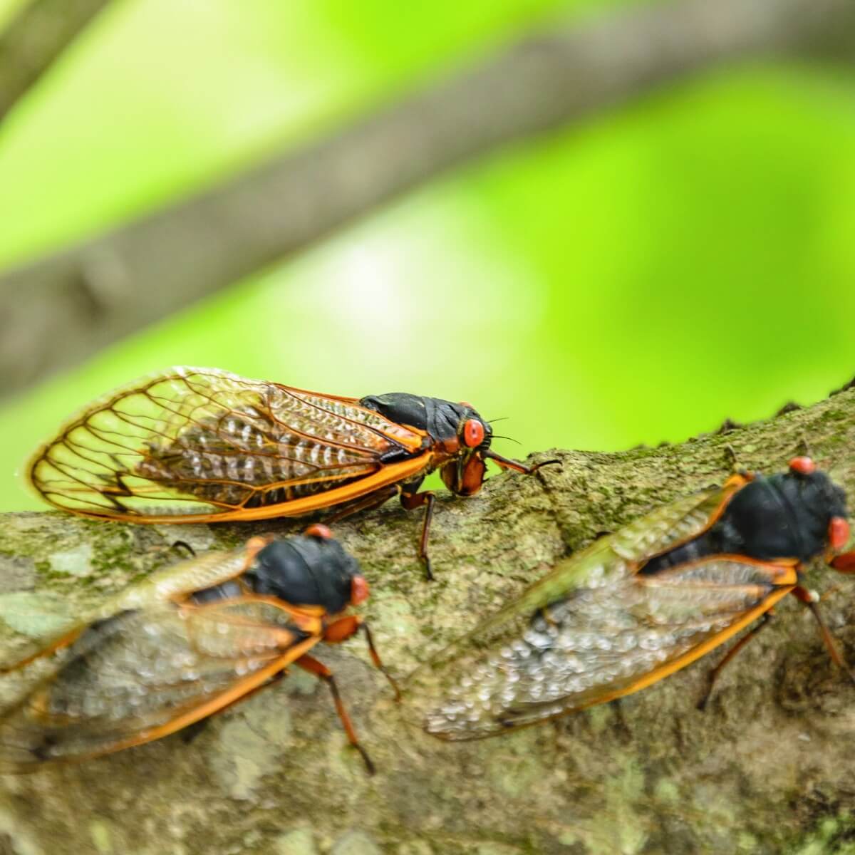 Un grupo de cigarras sobre un tronco.