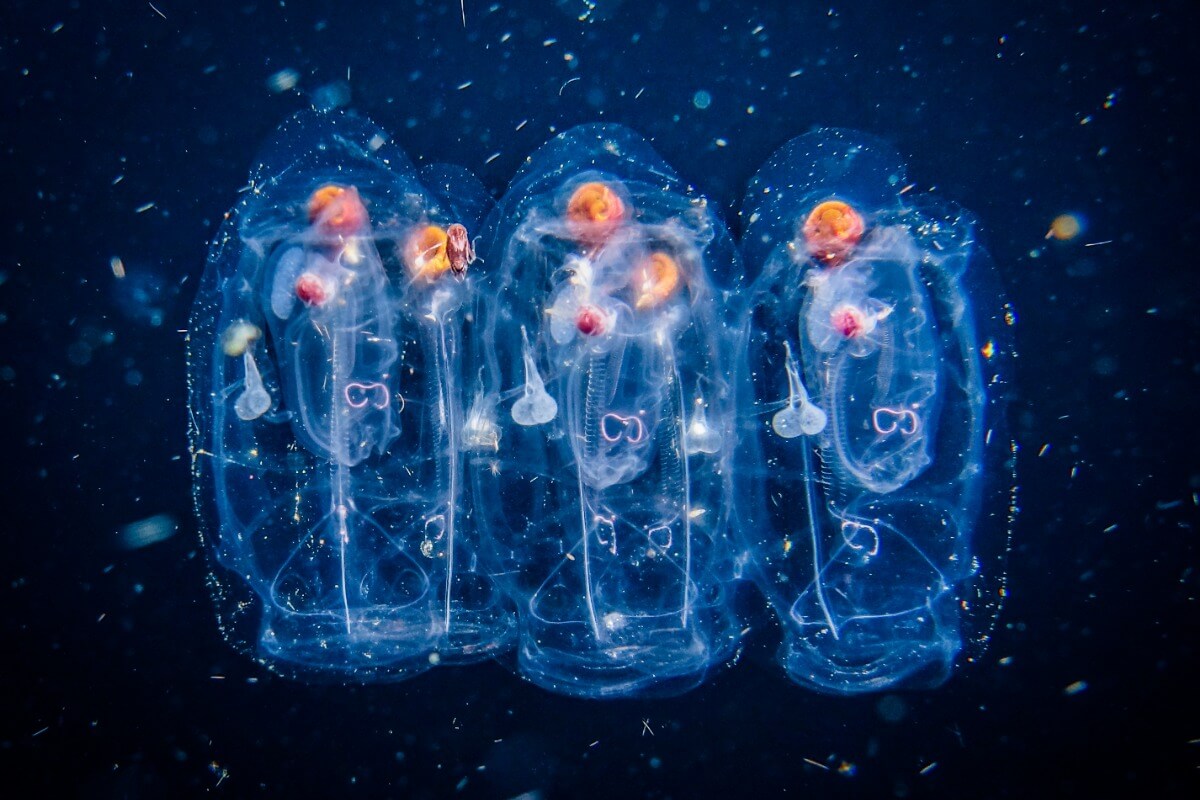 Um grupo de salps em um fundo preto.