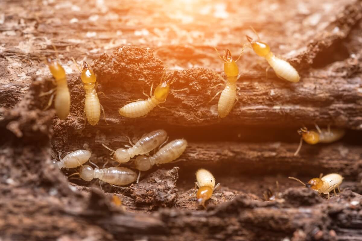 Termiten sind Tiere, die ihr eigenes Zuhause bauen.