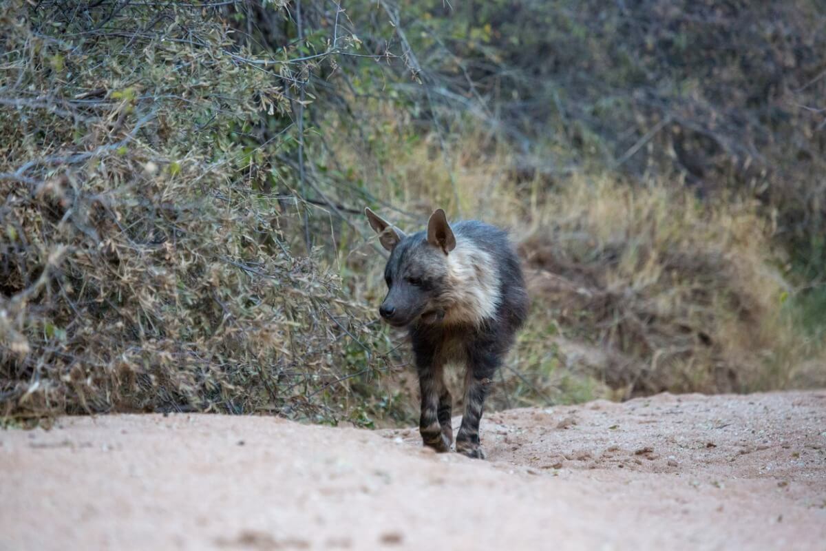 Una hiena parda en namibia.
