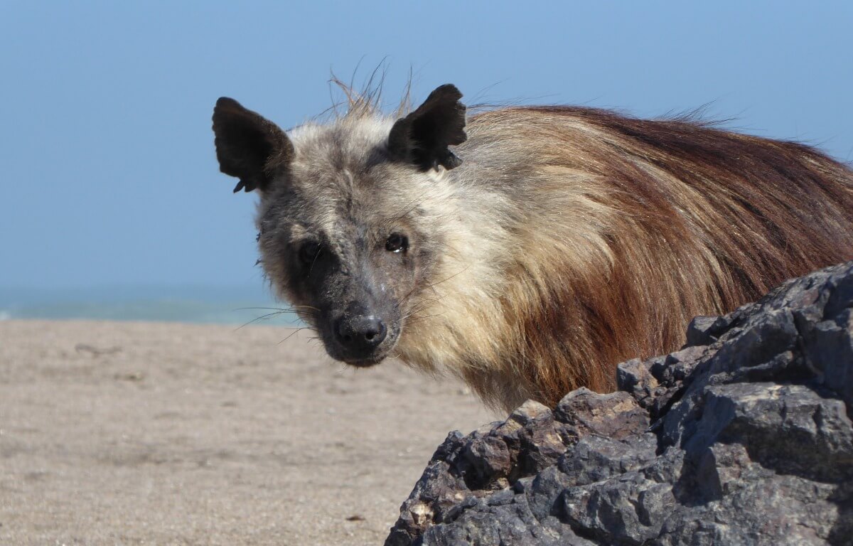 Una hiena parda en la playa.
