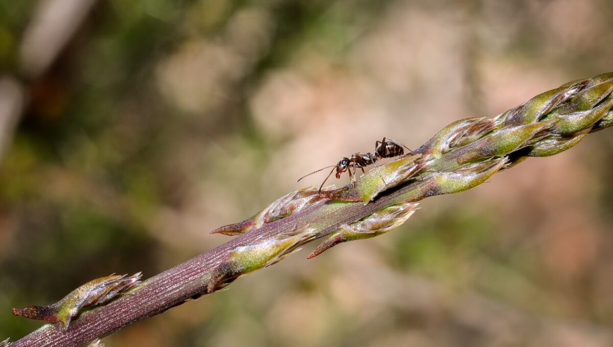 Une fourmi tisserande construit sa propre maison.
