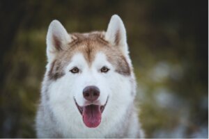 Adiestramiento en positivo en caninos: qué debes saber