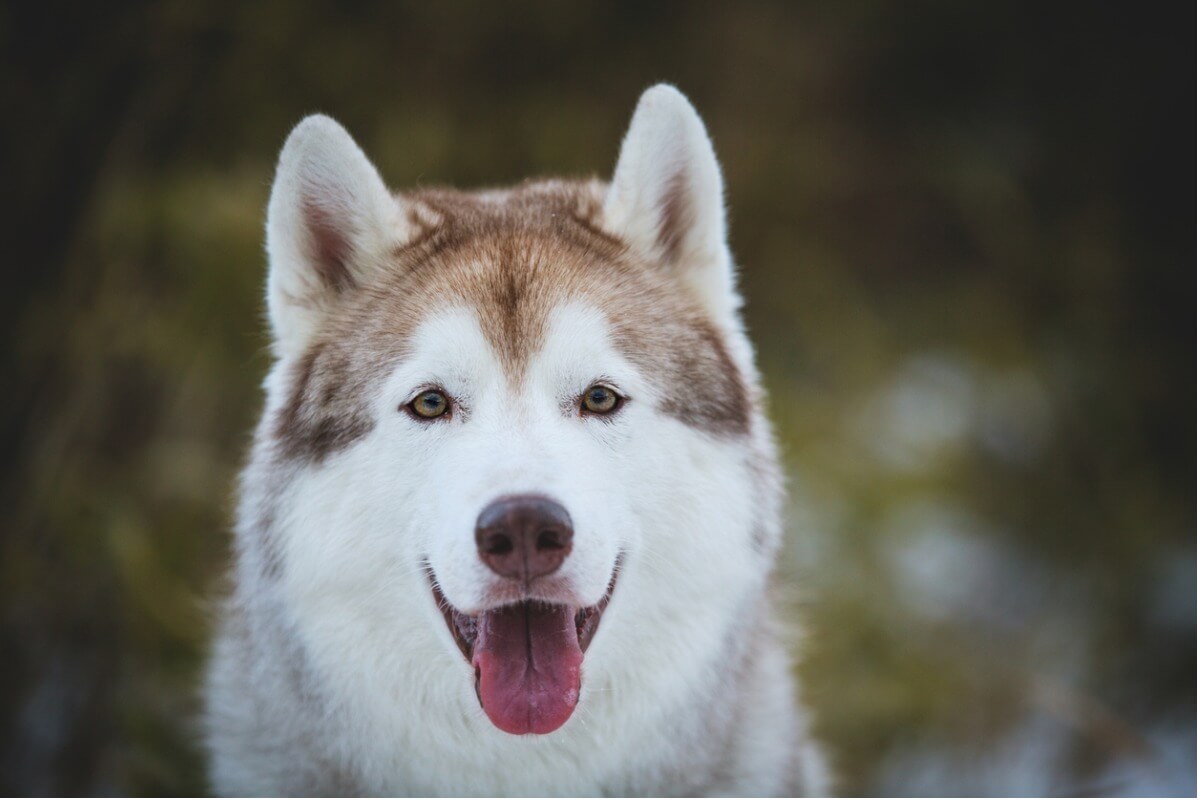 O husky siberiano é um parente direto do shepsky.