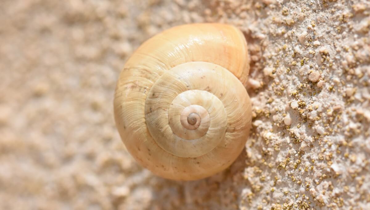Unique en son genre d'escargot.