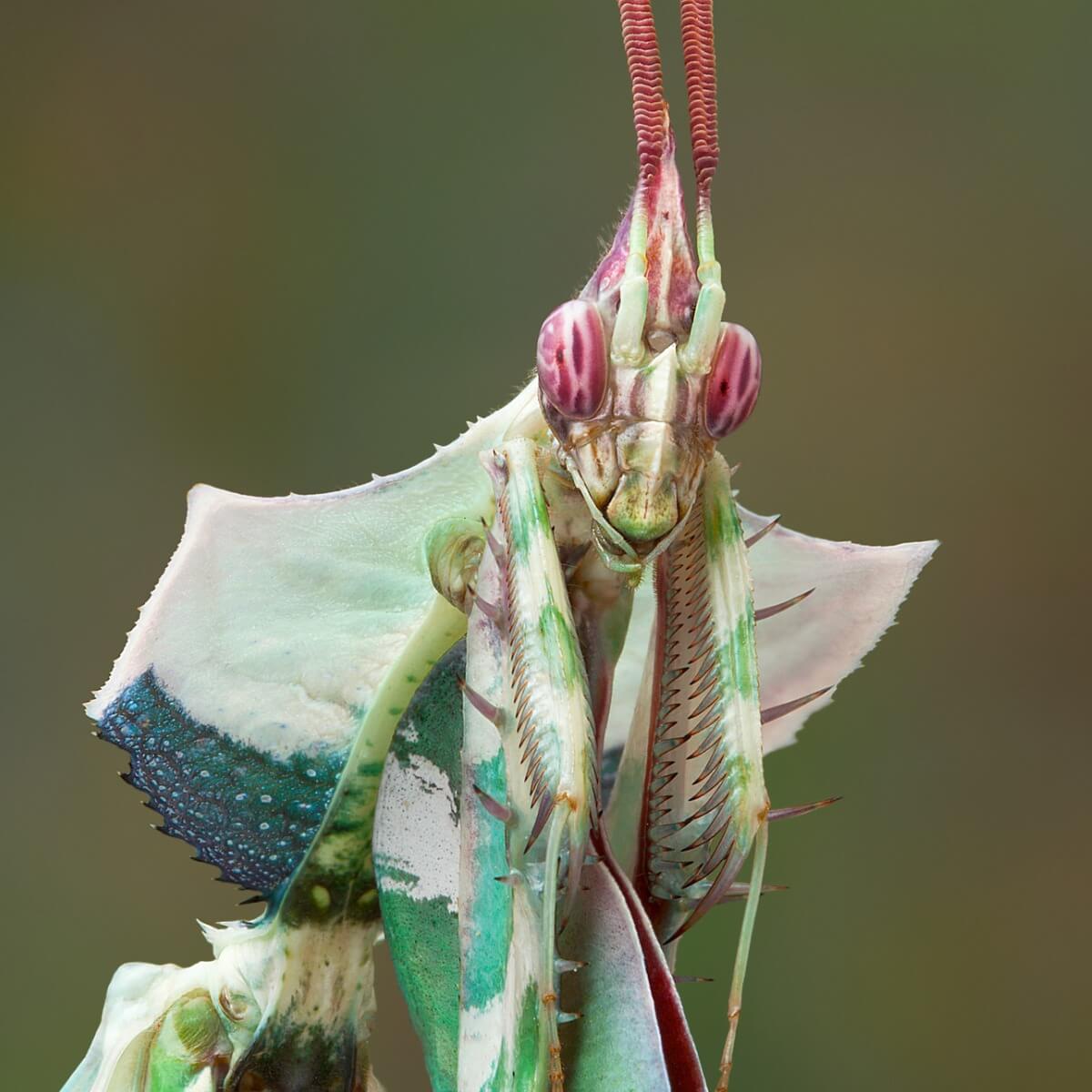 Un macho de Idolomantis diabólica