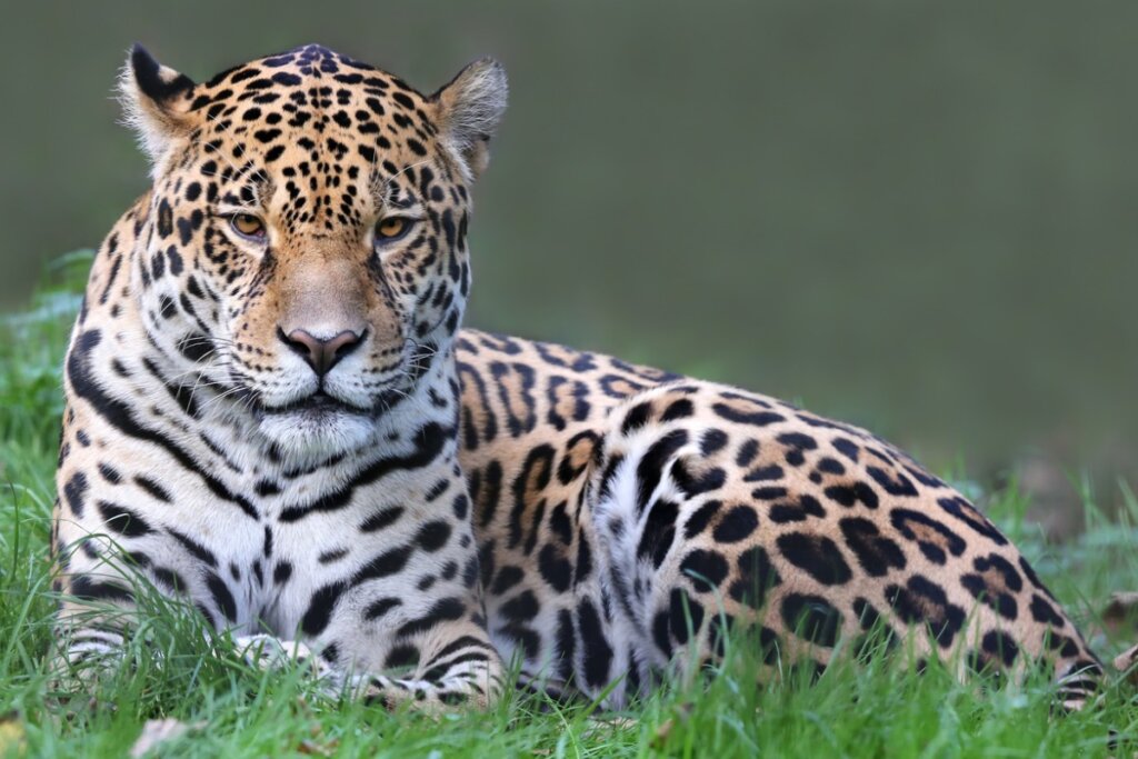 7 Curiosidades Sobre El Jaguar Mis Animales