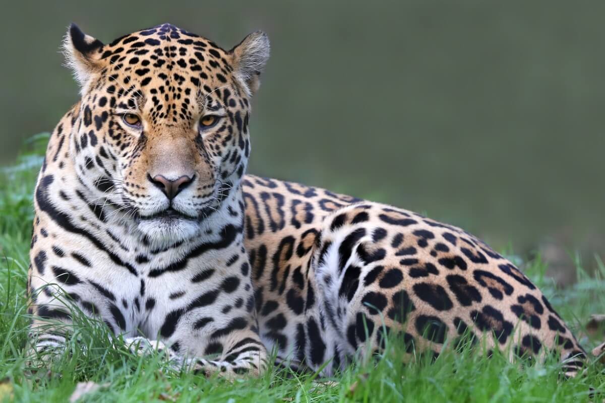 Un jaguar au repos.