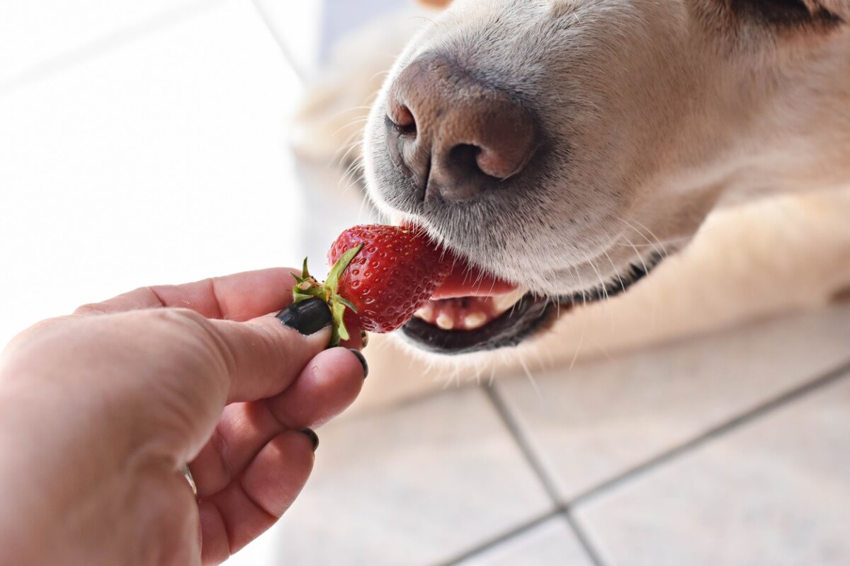 En hund äter jordgubbar.