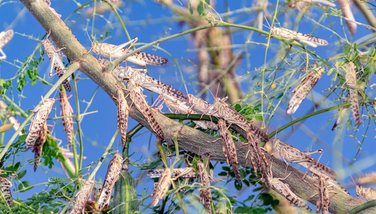 Algunas langostas también son animales extintos.