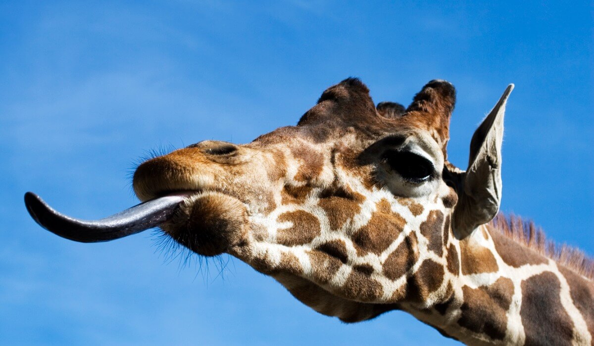 5 datos interesantes sobre la lengua de las jirafas