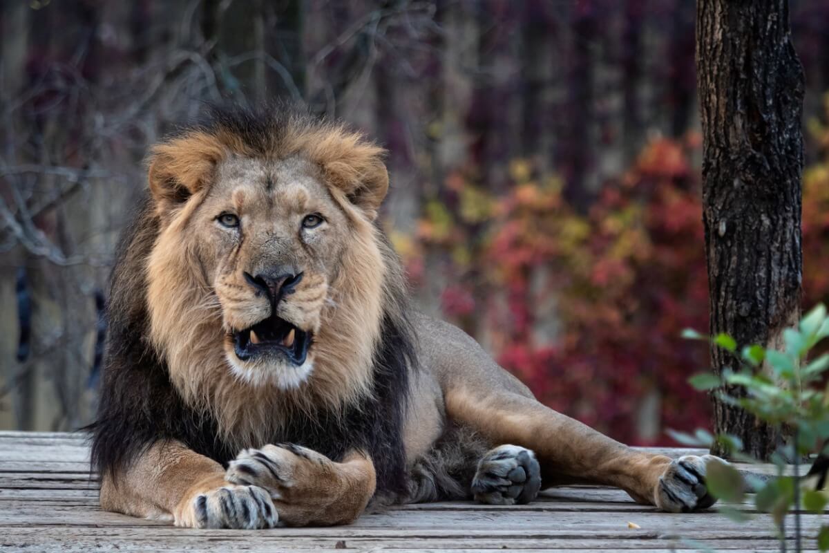 Un león asiático en estado crítico.