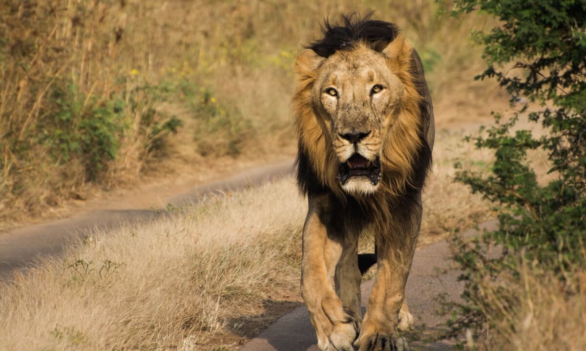 Un león caminando por la sabana.