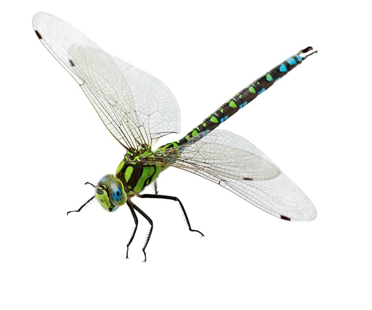 Eine Libelle