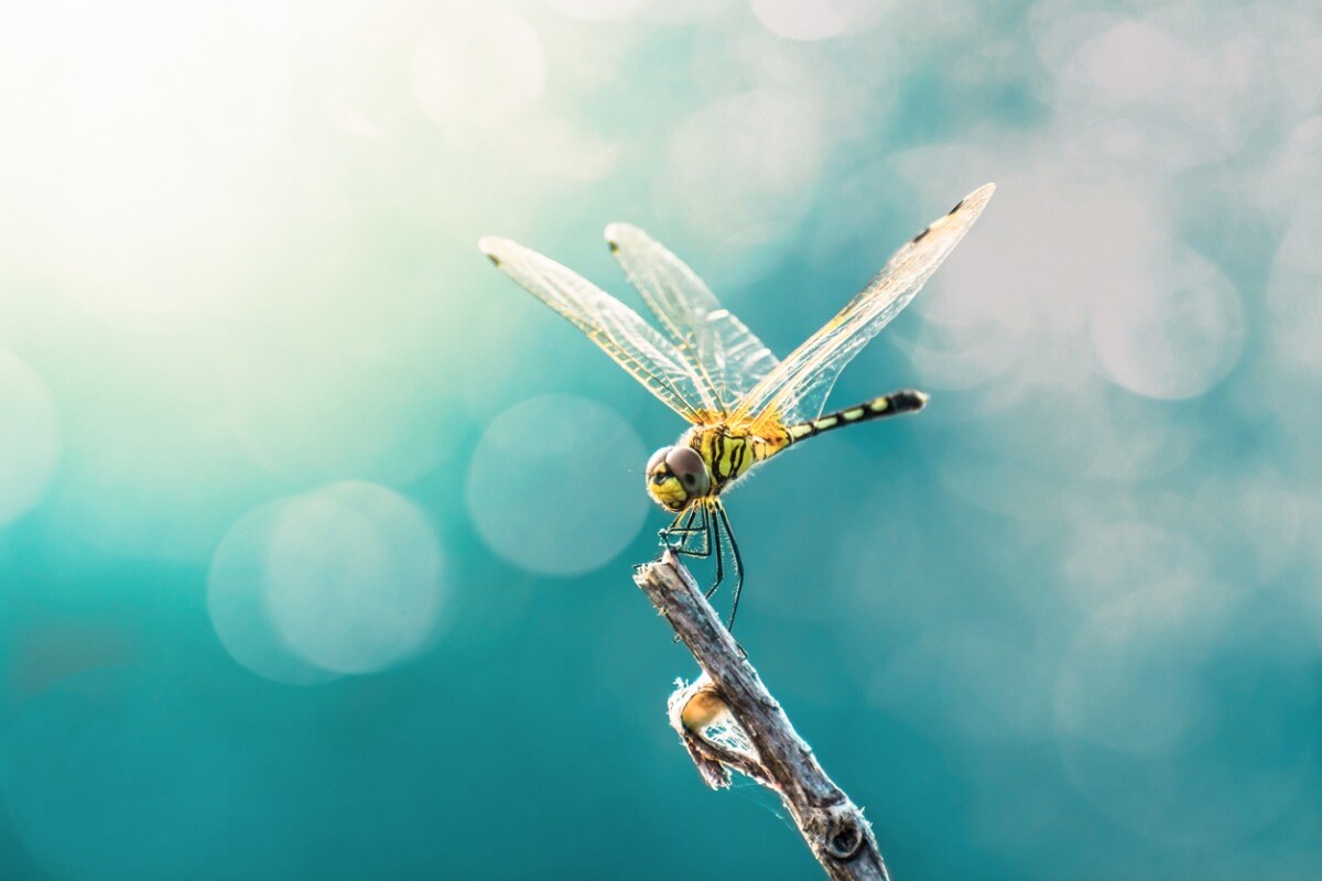 The fun facts about dragonflies are practically endless.