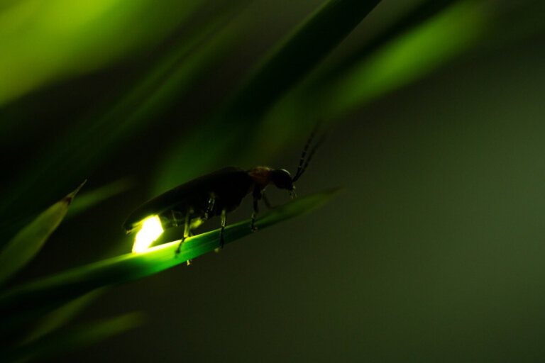 7 animales que brillan con luz propia