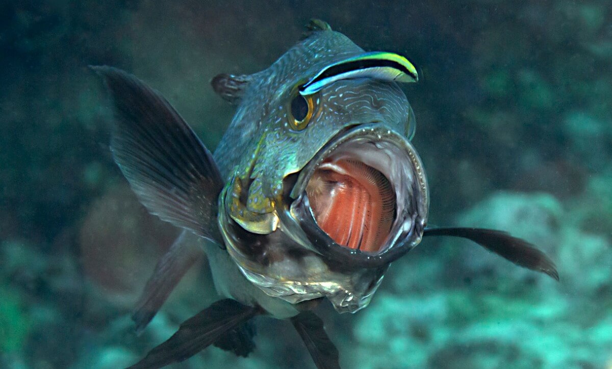 One fish cleans the mouth of another.