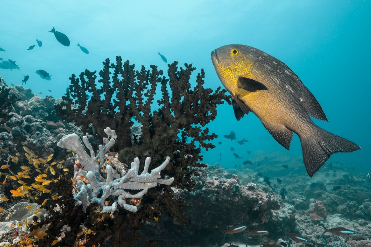 A macolor macularius on a reef.