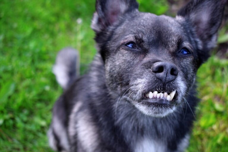 Maloclusión dental en perros: causas, consecuencias y tratamientos