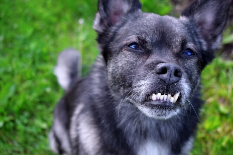 Maloclusión dental en perros: causas, consecuencias y tratamientos