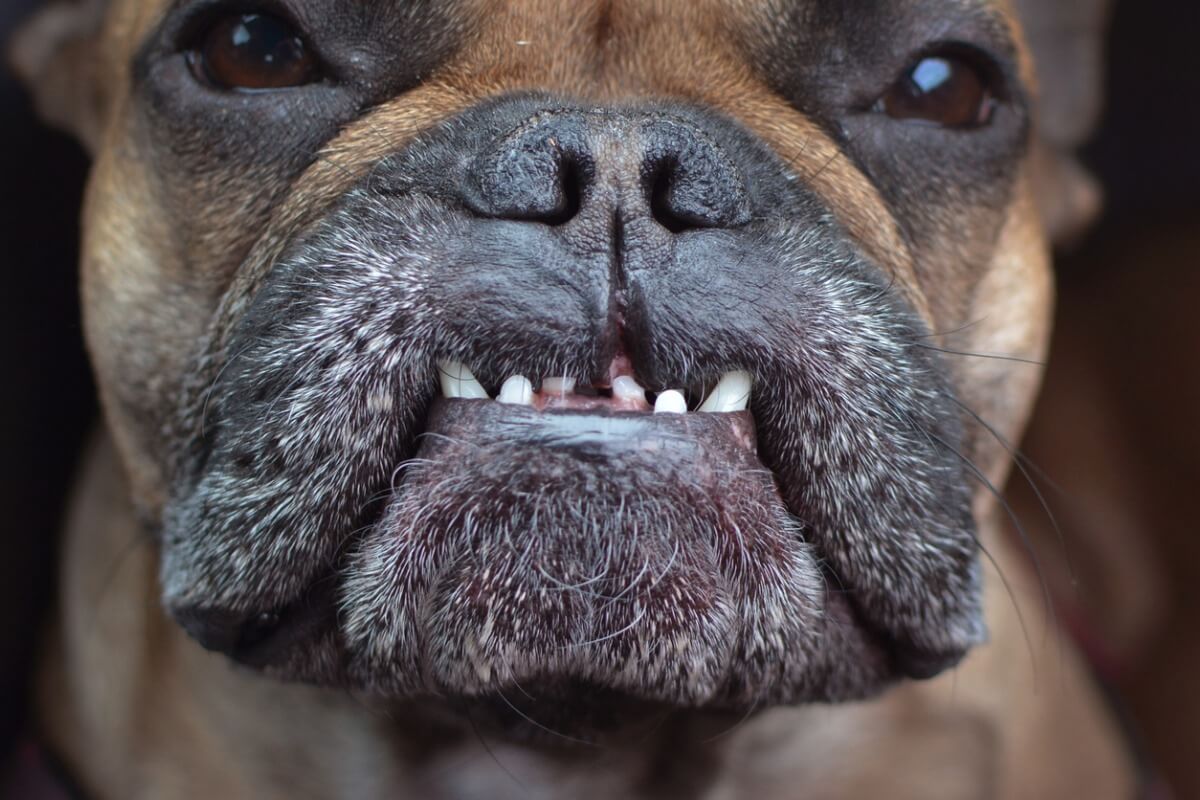 Un perro marrón con maloclusión dental.