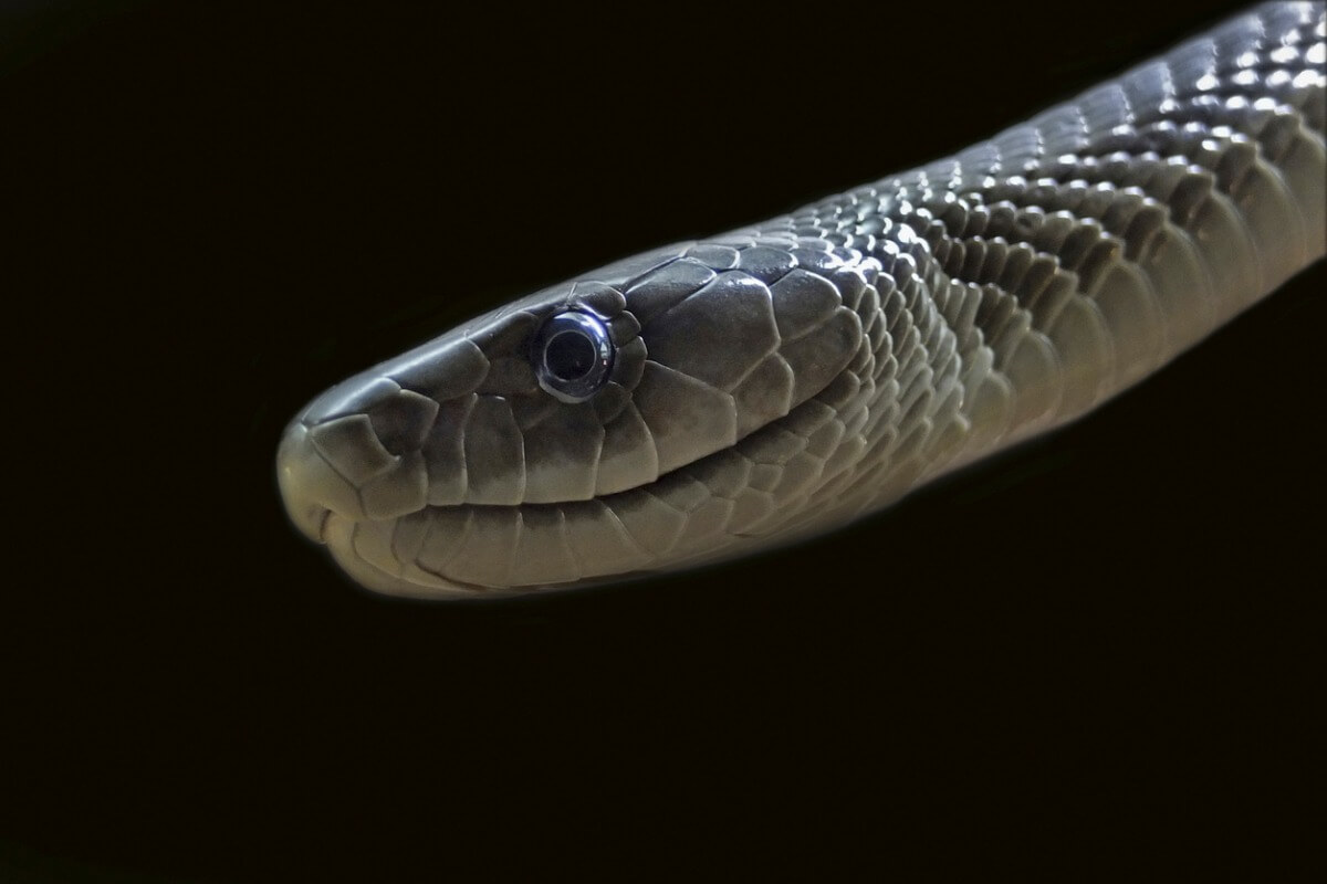 Una mamba negra sobre un fondo negro.