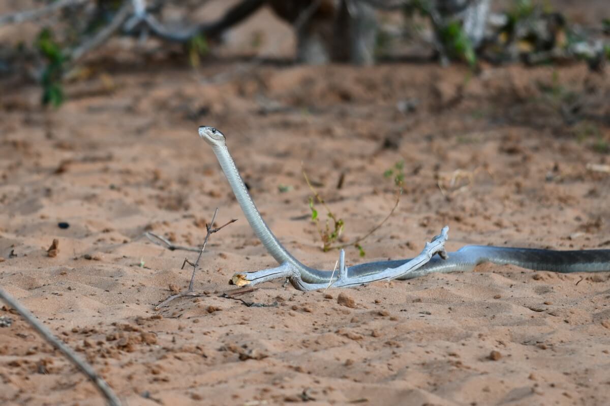 En svart mamba på land.