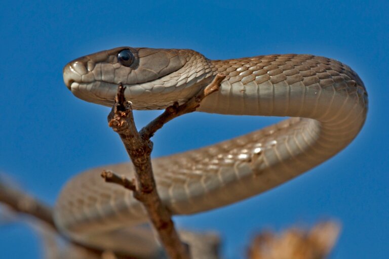Serpiente mamba negra: venenosa y veloz