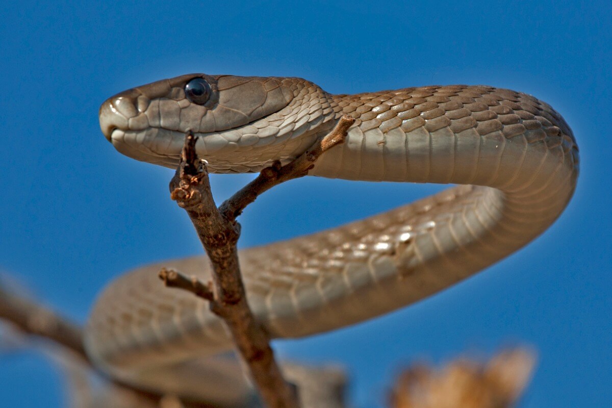 Una mamba negra sobre un árbol.