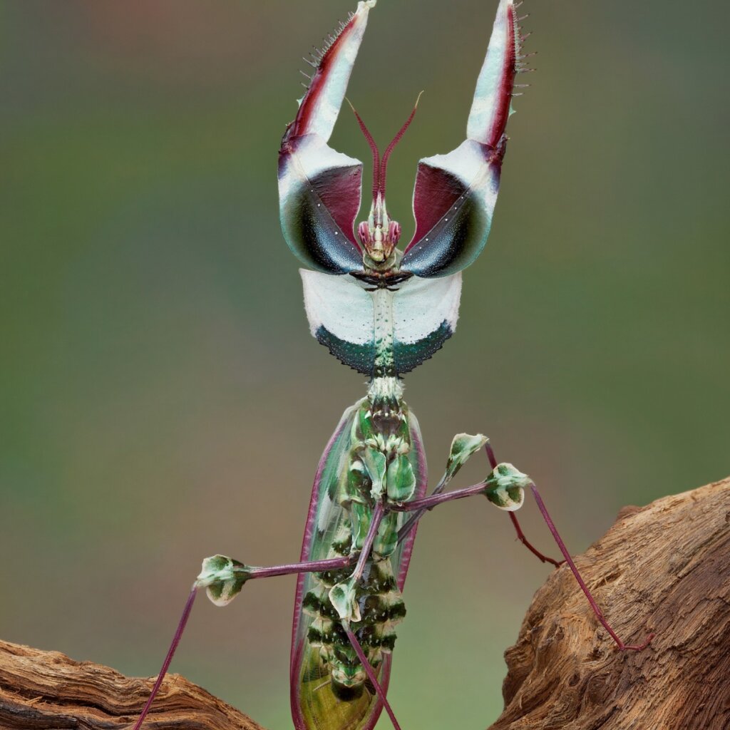Mantis diabólica: todo lo que debes saber