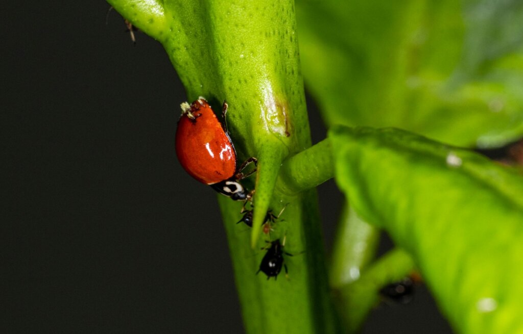 Una mariquita comiendo áfidos.