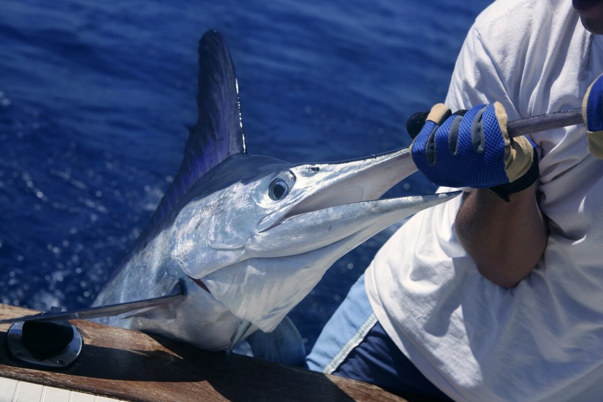 Le marlin fait partie des animaux les plus rapides.