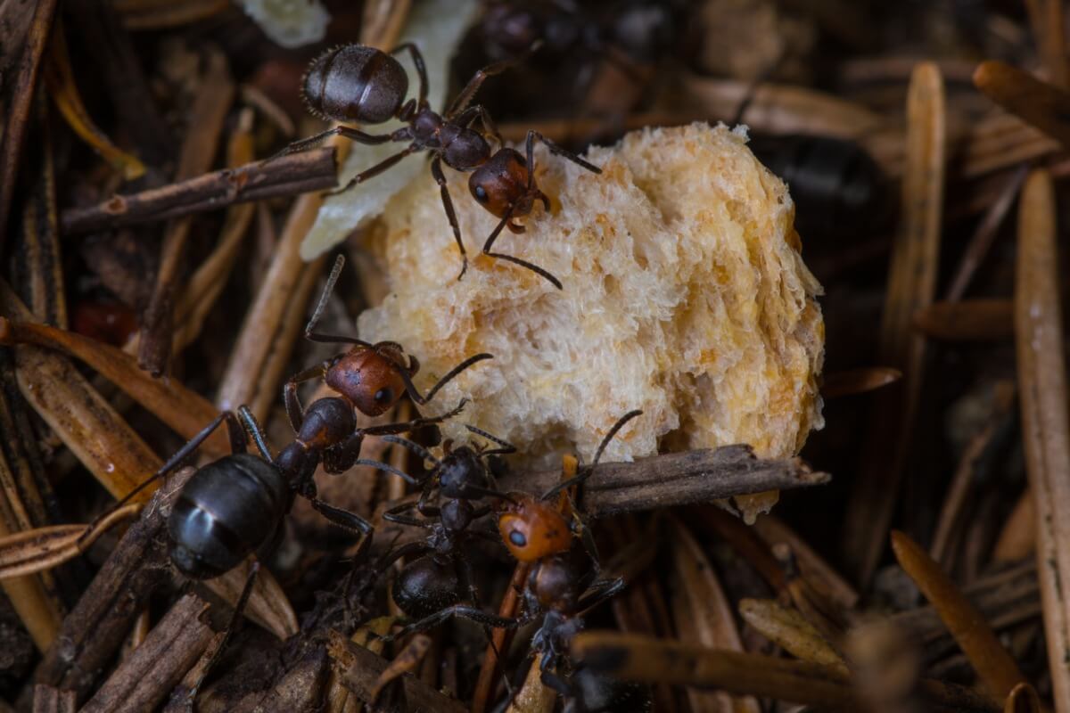 There are many defense mechanisms in ants.