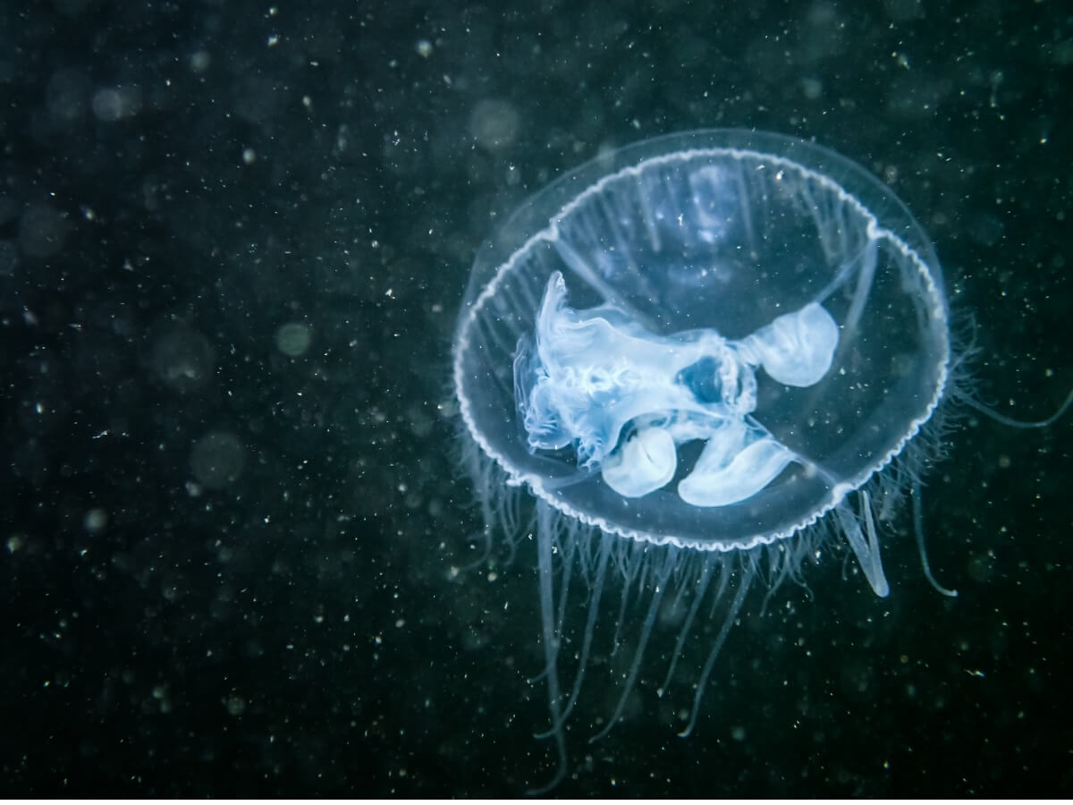 Una medusa de agua dulce.