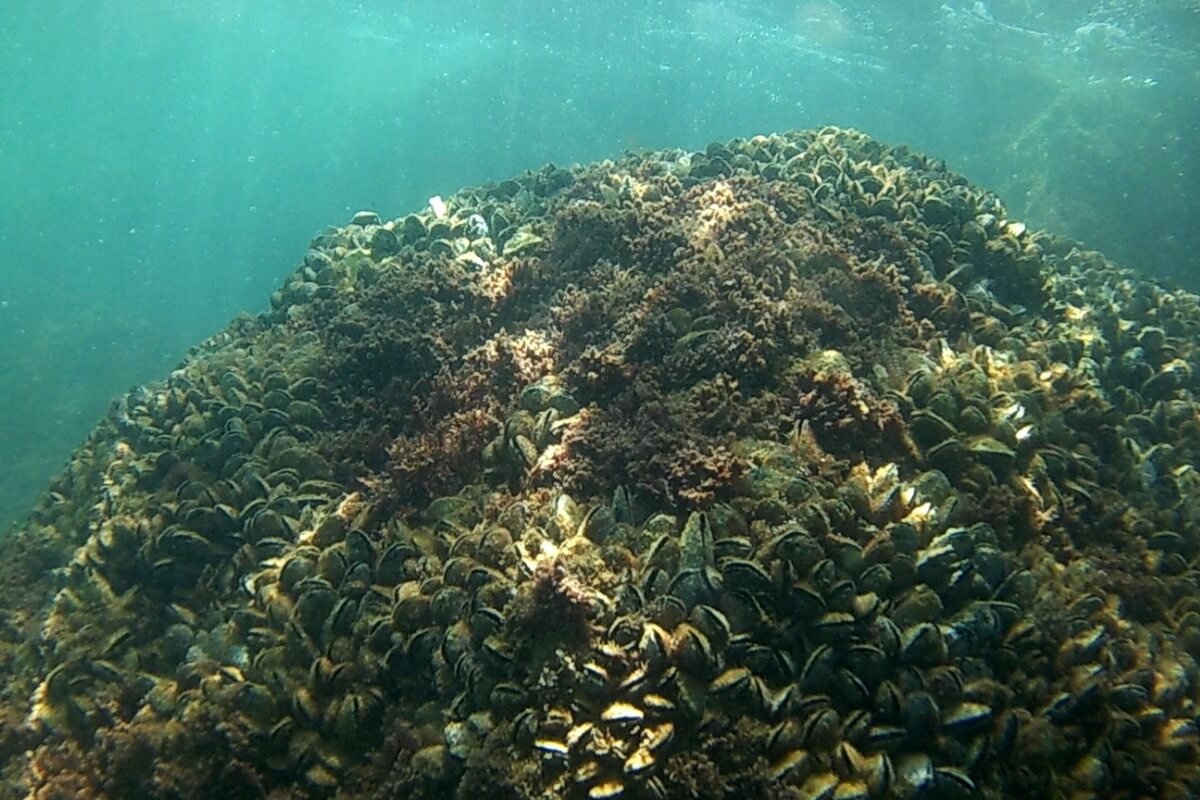 Una población de mejillones.