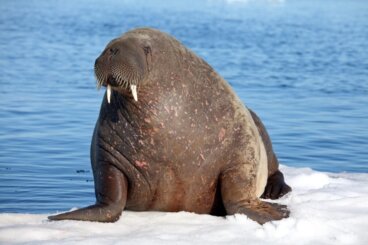 Diferencias entre el león marino, la foca y la morsa