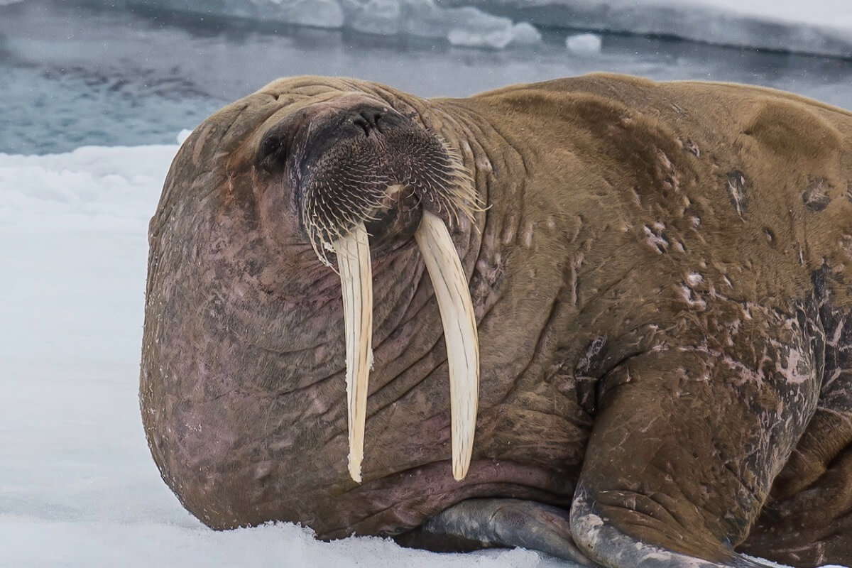 Un morse regarde une caméra.