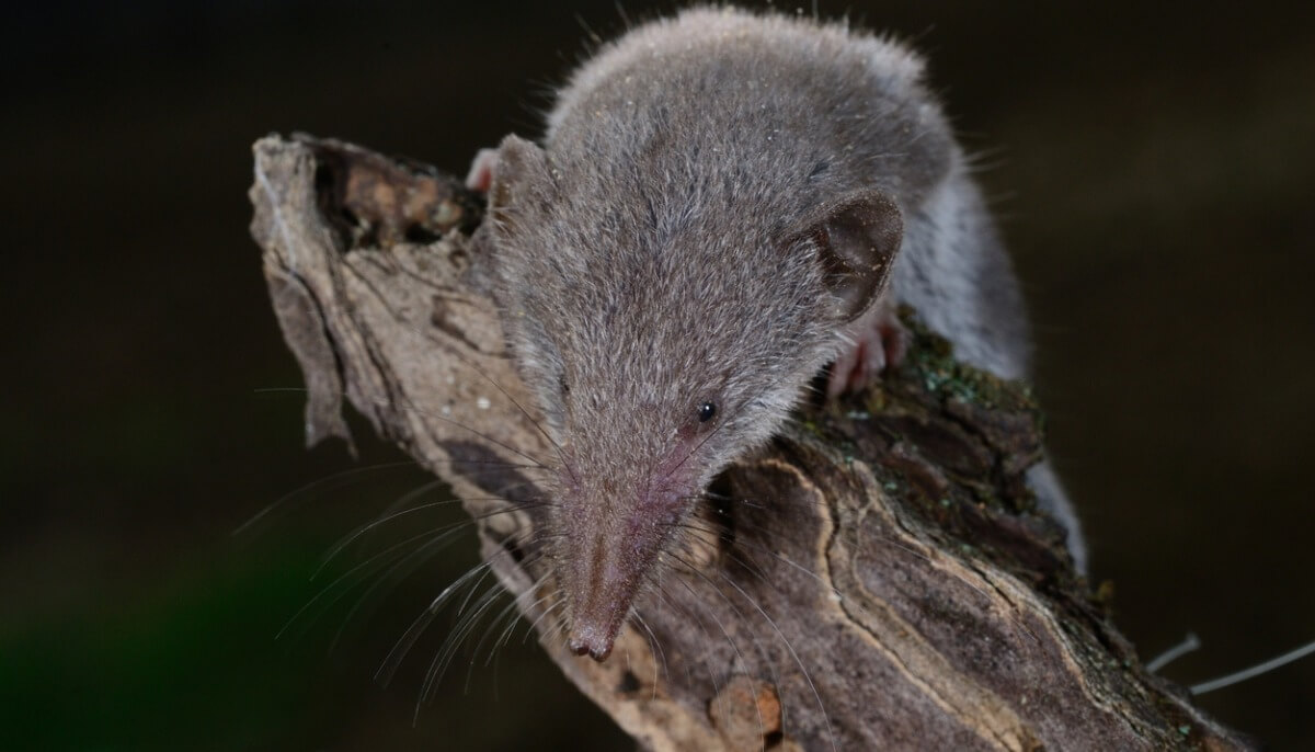 La musaraigne a un grand appétit.